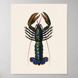 Poster Homard - Homard Commun