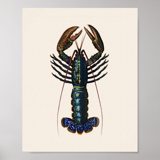 Poster Homard - Homard Commun (Devant)