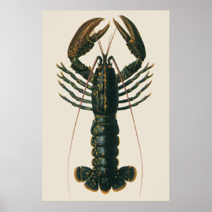 Poster Homard vintage, Marine Ocean Life Crustacean