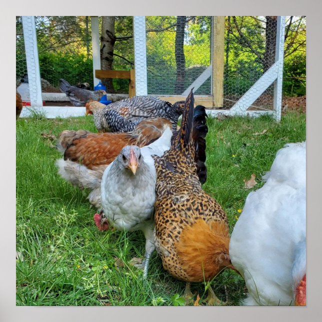 Poster Homestead, poulets dans une rangée de plaisir natu (Devant)