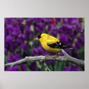 Poster Homme, Américain Goldfinch en plumage d'été,