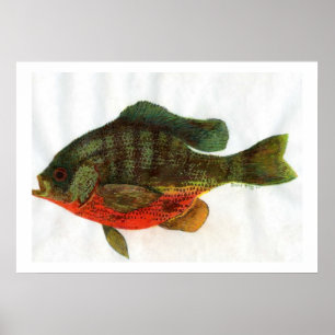 Poster Homme Bluegille