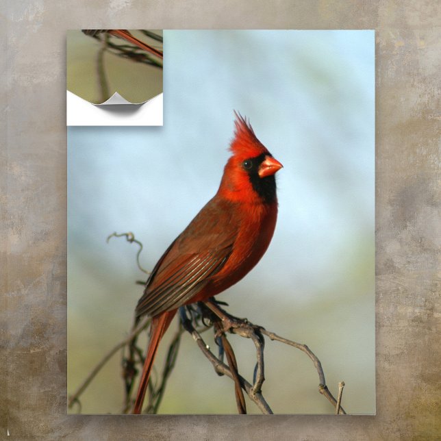 Poster Homme Cardinal du Nord (Créateur téléchargé)
