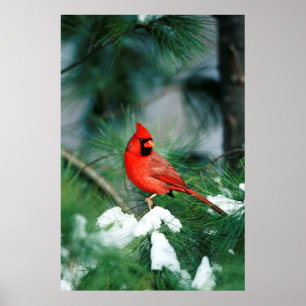 Poster Homme du Cardinal du Nord sur l'arbre, IL
