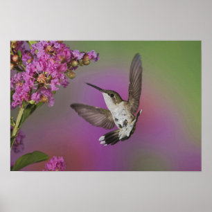 Poster Homme juvénile Ruby Throsé Hummingbird