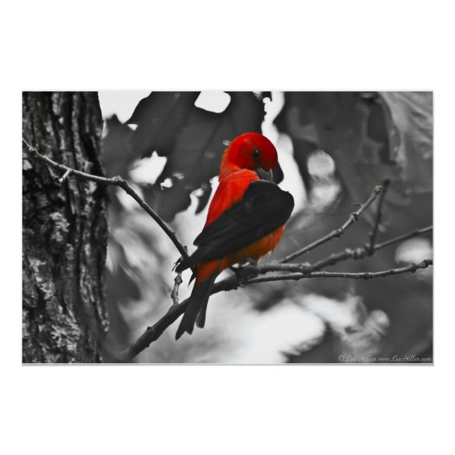 Poster Homme Scarlet Tanager (Devant)