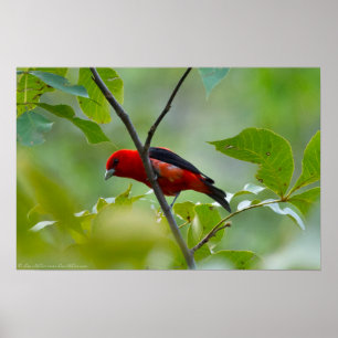 Poster Homme Scarlet Tanager dans le vert d'été