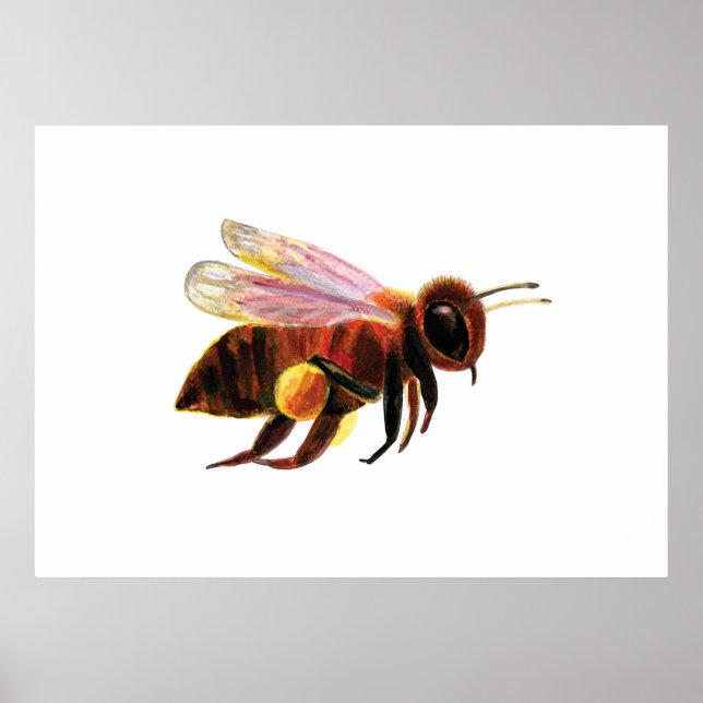 Poster Honey Bee Flying (Devant)