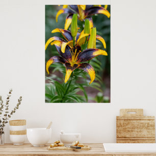 Poster Honneur de minuit : Lys d'Asiatique Noir Hybride