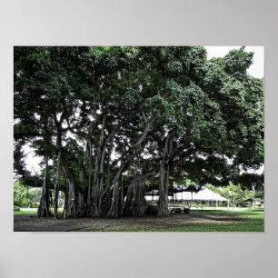 Poster Honolulu Banyan Tree