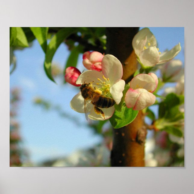 Poster Honyebee 8x10 (Devant)