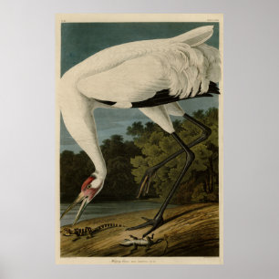 Poster Hooping (Whooping) Crane, Audubon Birds of America