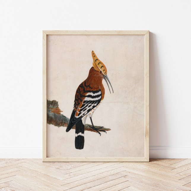 Poster Hoopoe commun | William Lewin (Créateur téléchargé)