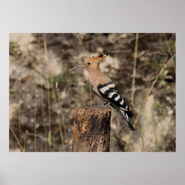 Poster Hoopoe Femme Sur Le Tronc (Devant)