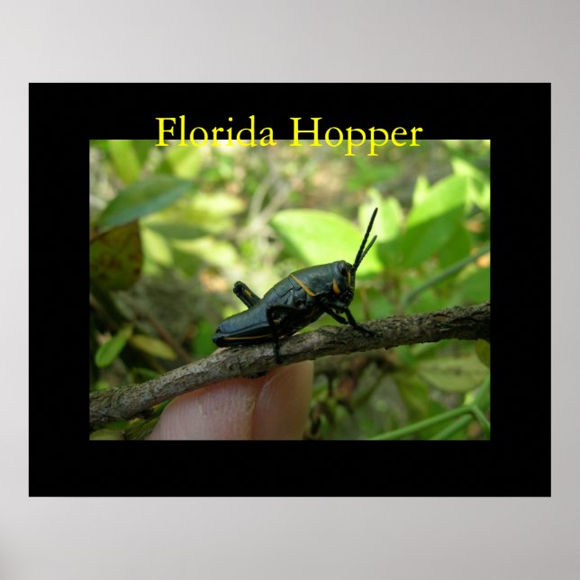 Poster Hopper FL (Devant)