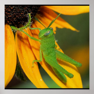 Poster Hopper vert