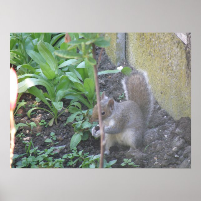 Poster Horatio the Squirrel Print (Devant)