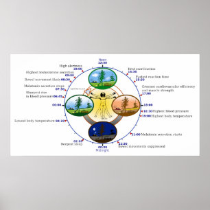 Poster Horloge biologique humaine de sommeil de rythme