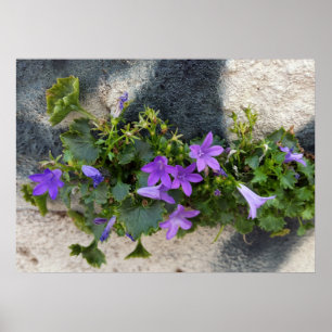 Poster hors de la fleur de mur