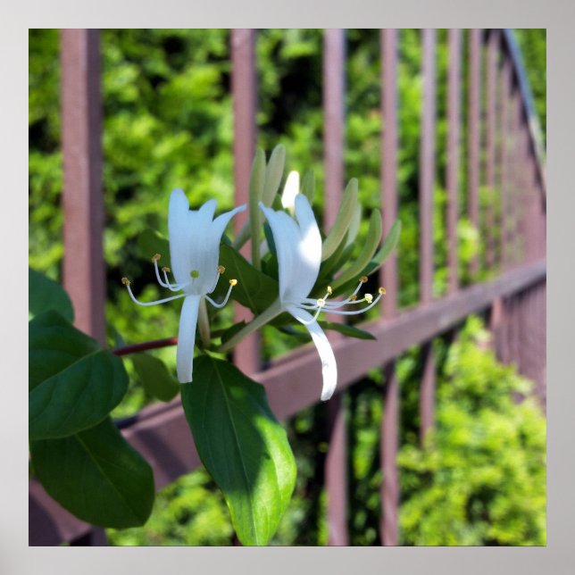 Poster hors ligne (Devant)