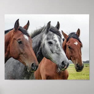 Poster horse