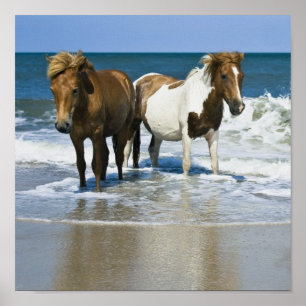 Poster Horse Beach Canvas Imprimer