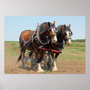 Poster Horse Clydesdale Agriculture Photo