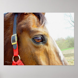 Poster Horse Daydream