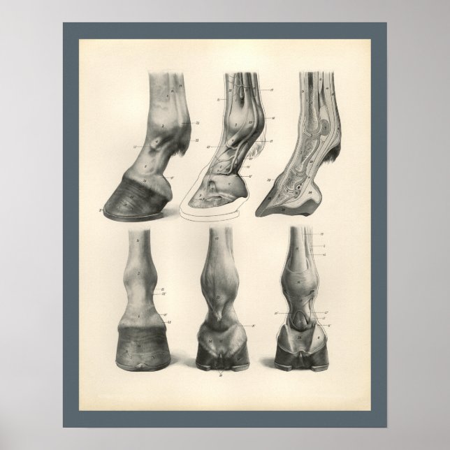Poster Horse Foot Hoof vétérinaire Anatomie Imprimer (Devant)