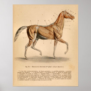 Poster Horse Muscle Anatomy French Vintage Print