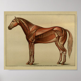 Poster Horse Muscle Anatomy Print