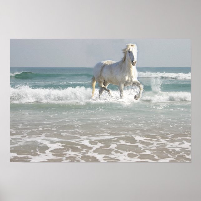 Poster Horse Ocean Beauty Imprimer (Devant)