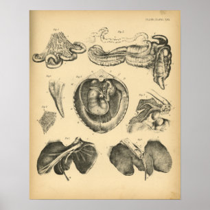 Poster Horse Organs internes Anatomie 1908 Imprimer Vinta