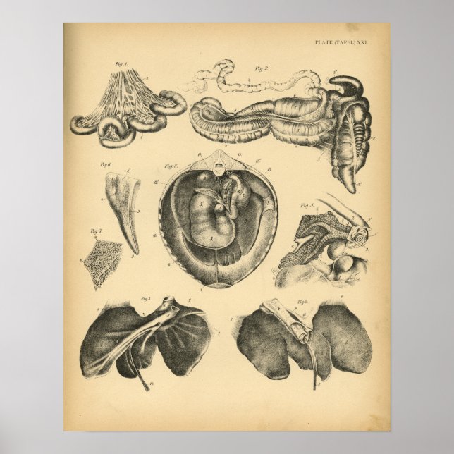 Poster Horse Organs internes Anatomie 1908 Imprimer Vinta (Devant)