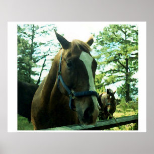 Poster Horse Portrait