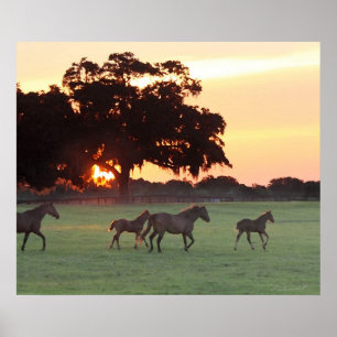 Poster Horse Sunset Art Imprimer -24x20 -cliquez pour obt