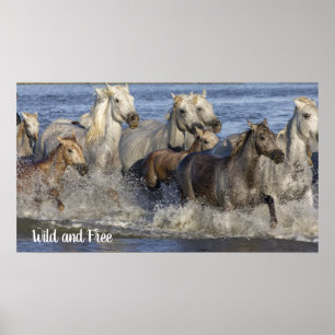 Poster Horses galloping in the water