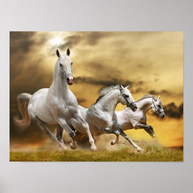 Poster Horses sauvages (Devant)