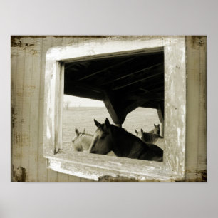 Poster Horses Through A Barn Window