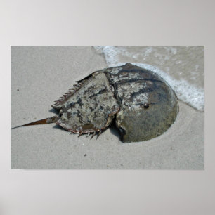 Poster Horseshoe Crab - male