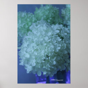 Poster Hortensia 11