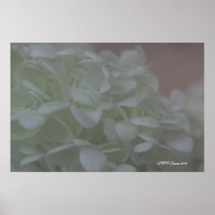 Poster Hortensia 6