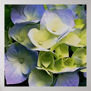 Poster Hortensia Blossom Art Botanique Bleu Et Jaune