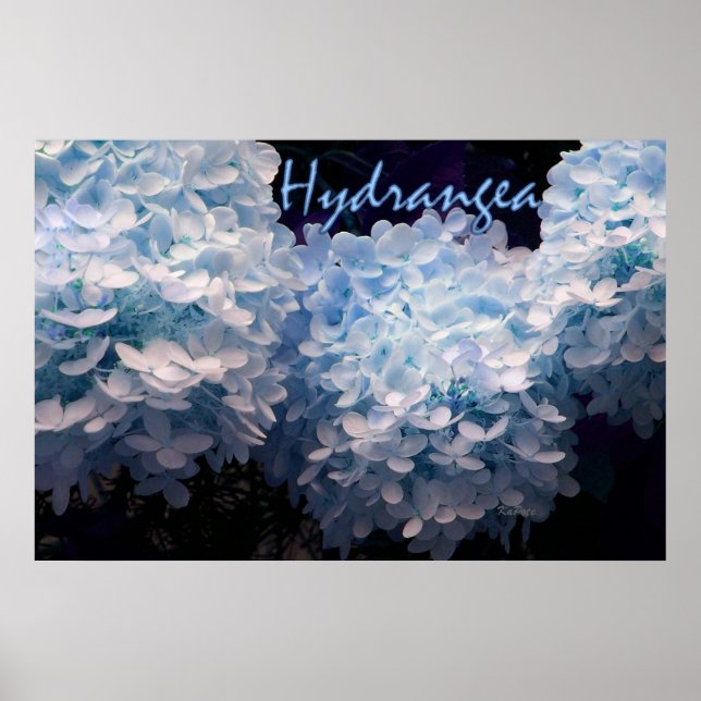Poster Hortensia en bleu (Devant)