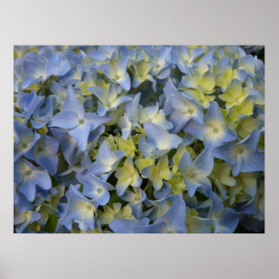 Poster hortensia en fleur