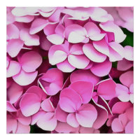 Hortensia Pétales roses Abstrait artistique