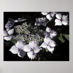 Poster Hortensias