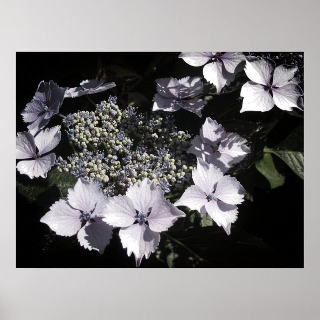 Poster Hortensias (Devant)