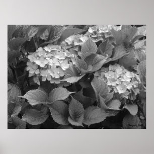 Poster Hortensias noirs et blancs