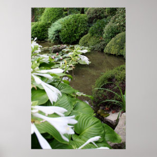 Poster Hosta dans un jardin zen